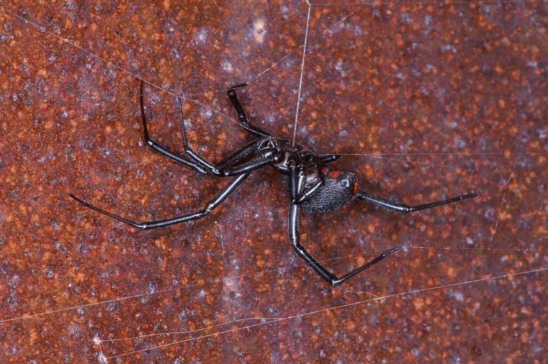 Latrodectus_hasselti_D3451_Z_89_Karinji NP_Australie.jpg